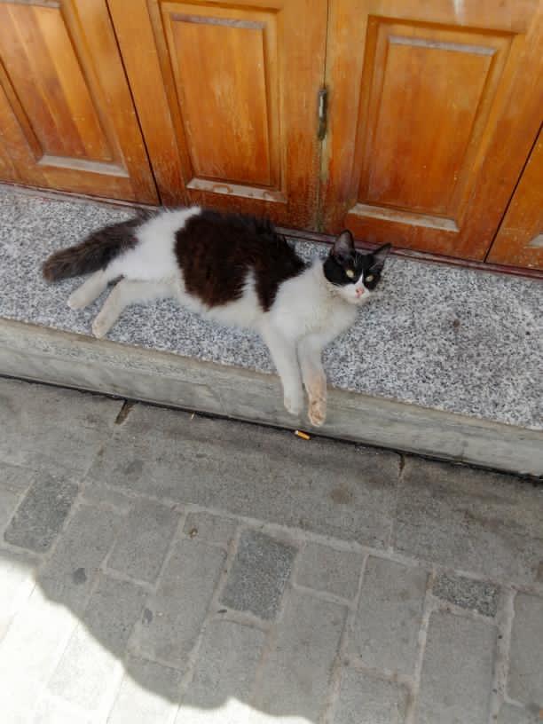 ����� �����_NZVYx